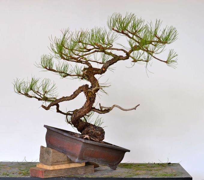 图解 用8幅图 来演示黄松盆景的造型过程