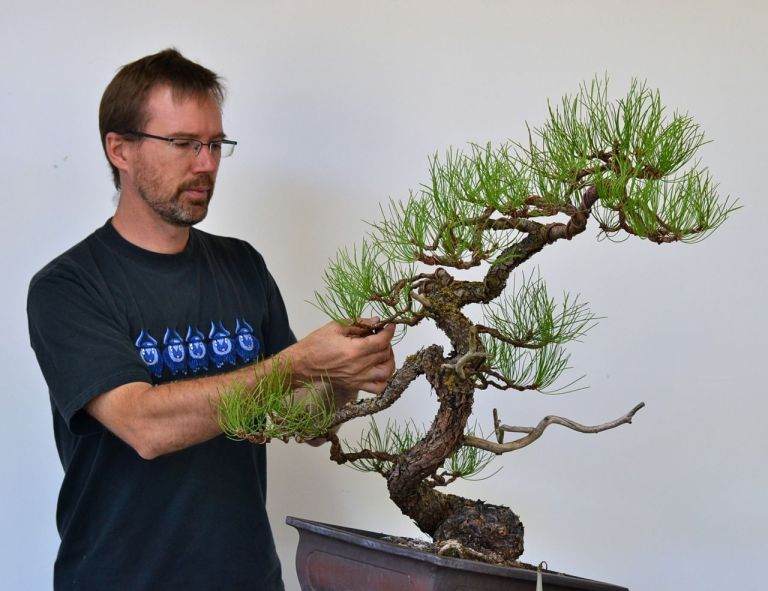 图解 用8幅图 来演示黄松盆景的造型过程