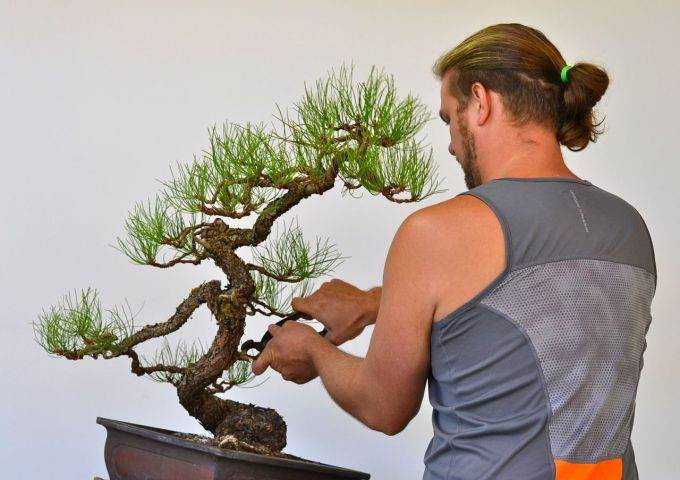 图解 用8幅图 来演示黄松盆景的造型过程