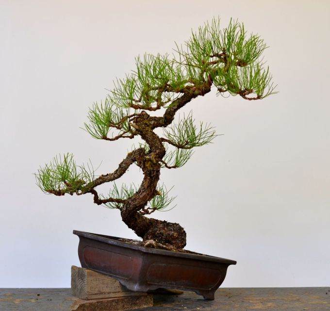 图解 用8幅图 来演示黄松盆景的造型过程