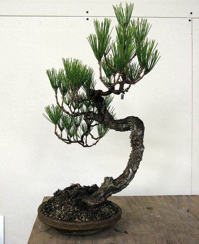 图解 老外用黑松嫁接黄松盆景的过程