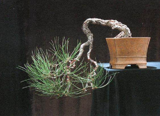 图解 老外用黑松嫁接黄松盆景的过程