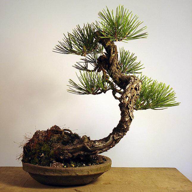 图解 老外用黑松嫁接黄松盆景的过程