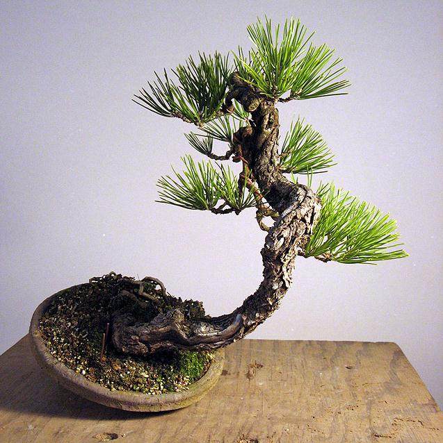 图解 老外用黑松嫁接黄松盆景的过程