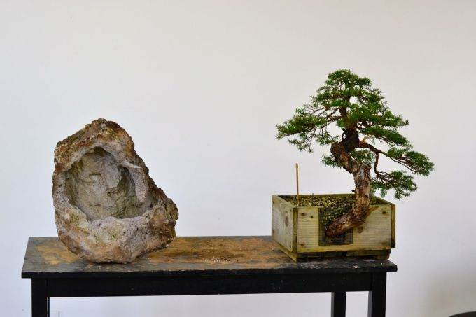 如何制作西方铁杉风格的盆景？