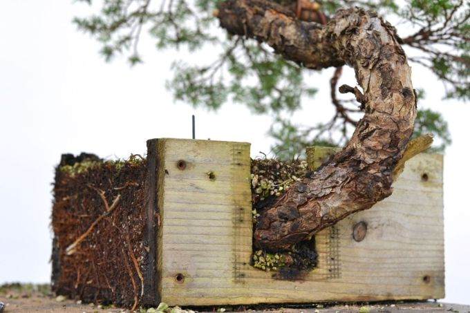 如何制作西方铁杉风格的盆景？