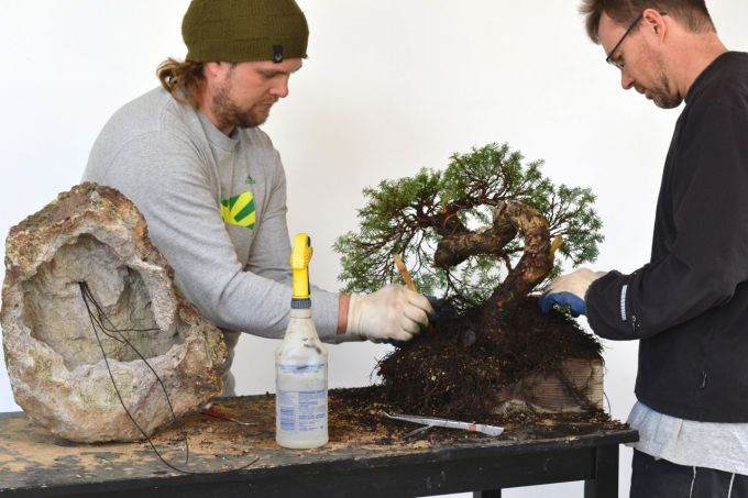 图解 如何制作西方山铁杉风格的盆景