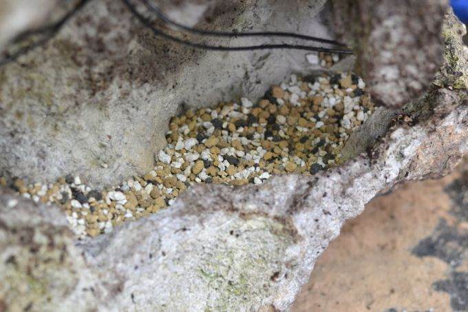 图解 如何制作西方山铁杉风格的盆景