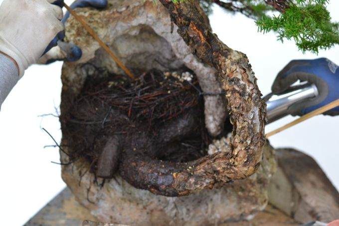 图解 如何制作西方山铁杉风格的盆景