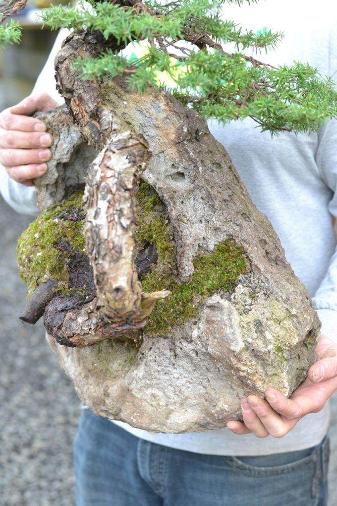 图解 如何制作西方山铁杉风格的盆景