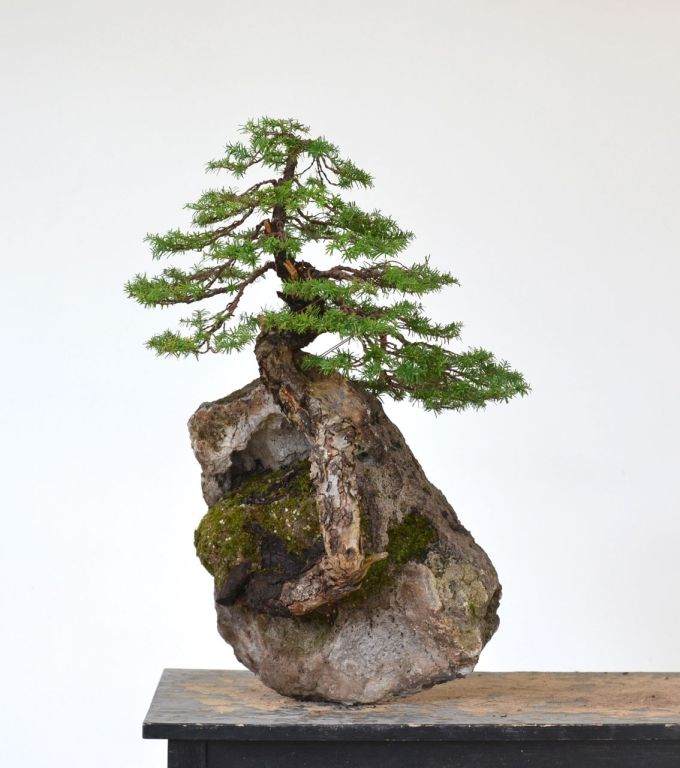 图解 如何制作西方山铁杉风格的盆景
