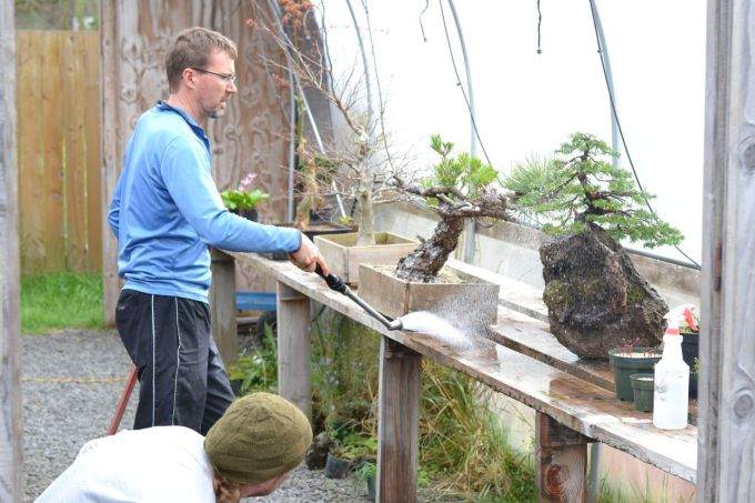 图解 如何制作西方山铁杉风格的盆景