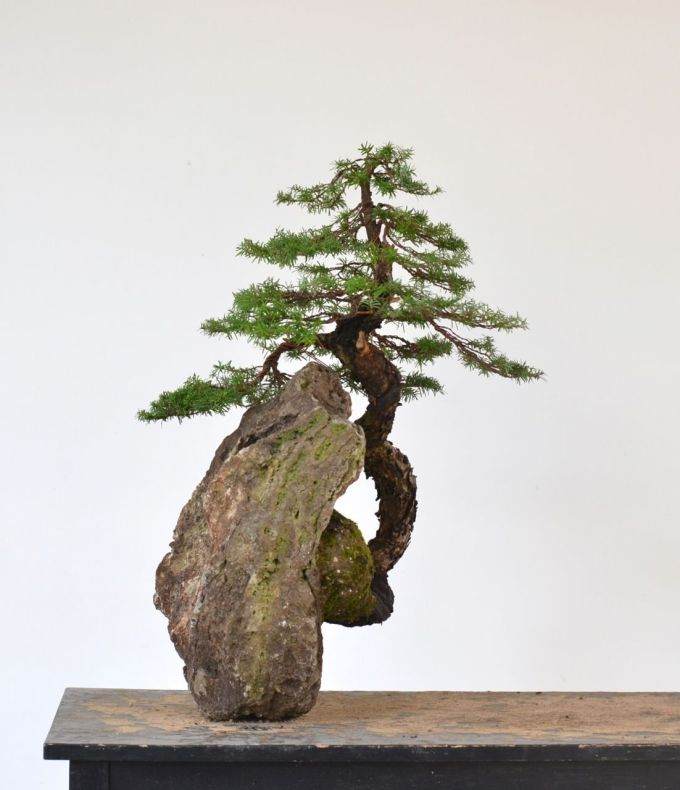 图解 如何制作西方山铁杉风格的盆景