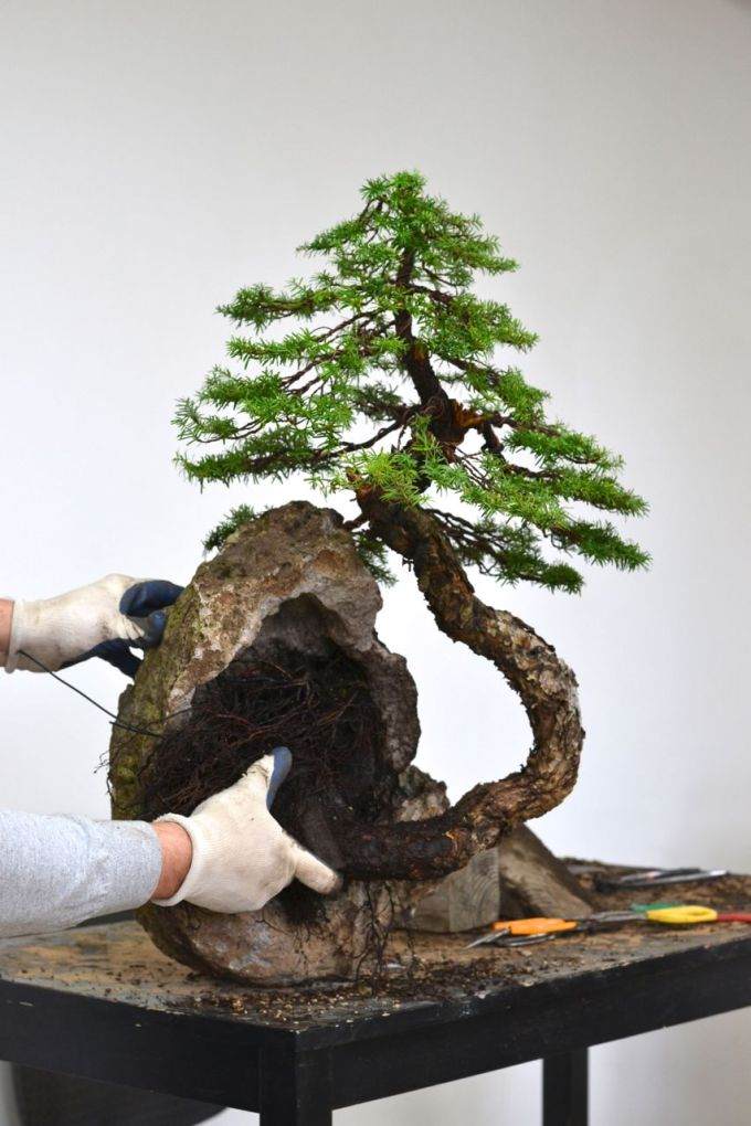 图解 如何制作西方山铁杉风格的盆景