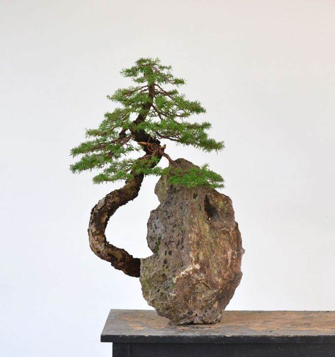 图解 如何制作西方山铁杉风格的盆景