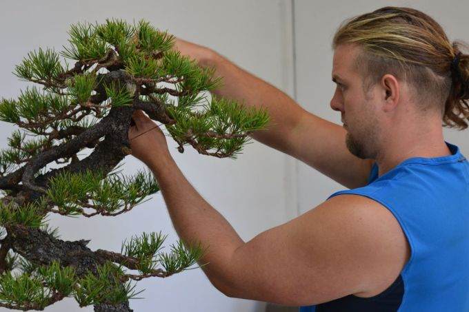 图解 美国海岸松盆景怎么修剪设计