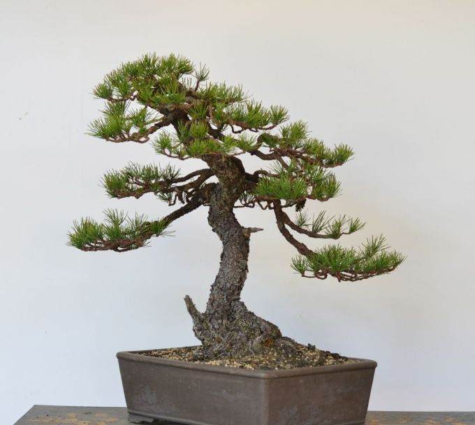 图解 美国海岸松盆景怎么修剪设计