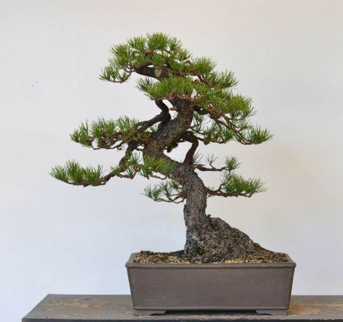 图解 美国海岸松盆景怎么修剪设计