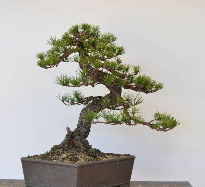 图解 美国海岸松盆景怎么修剪设计