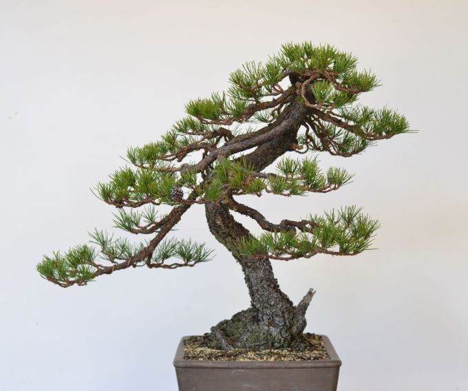 图解 美国海岸松盆景怎么修剪设计