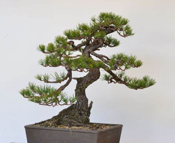 图解 美国海岸松盆景怎么修剪设计