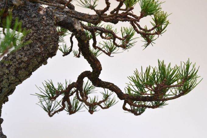 图解 美国海岸松盆景怎么修剪设计