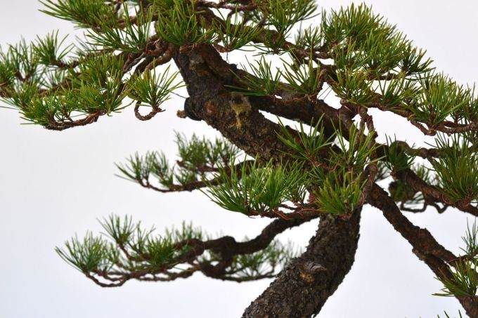 图解 美国海岸松盆景怎么修剪设计