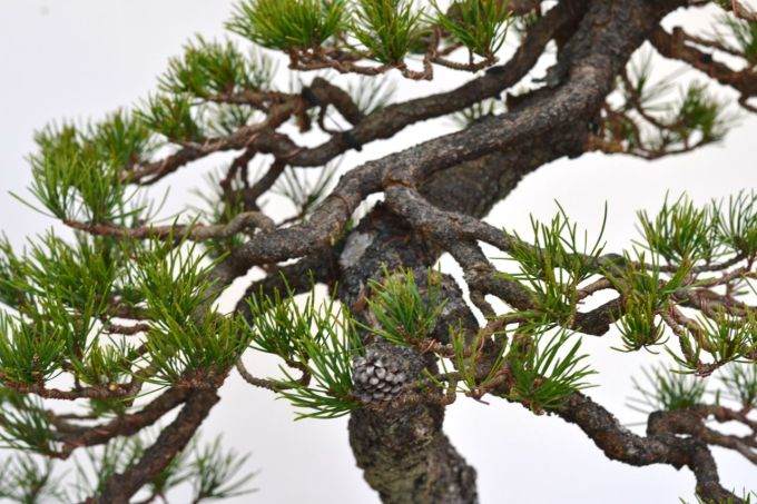 图解 美国海岸松盆景怎么修剪设计