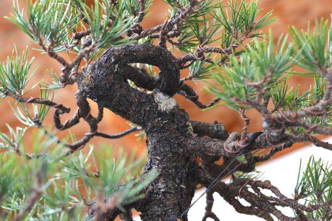 图解 美国海岸松盆景怎么修剪设计