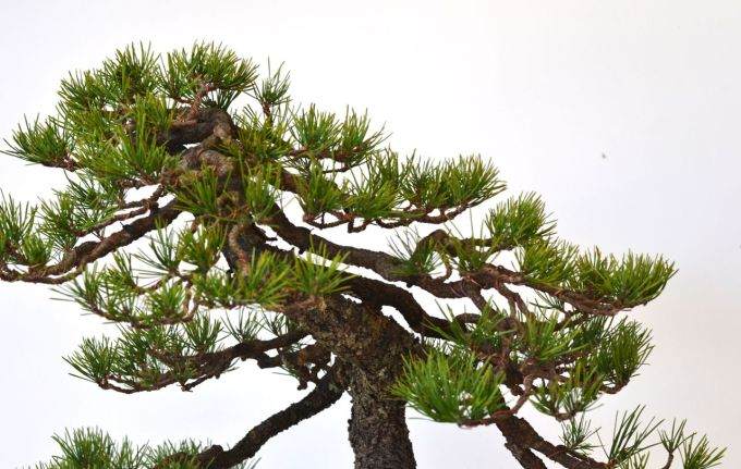 图解 美国海岸松盆景怎么修剪设计