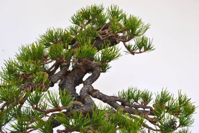 图解 美国海岸松盆景怎么修剪设计