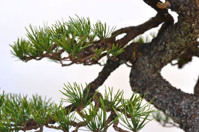 图解 美国海岸松盆景怎么修剪设计