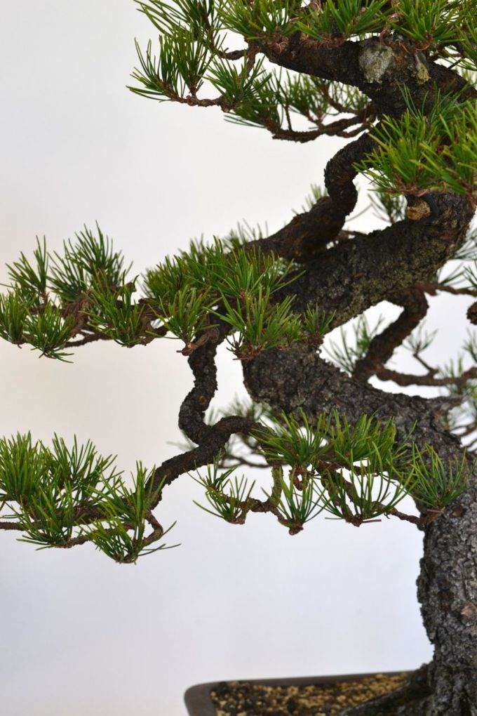 图解 美国海岸松盆景怎么修剪设计