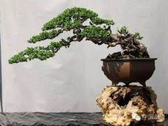 有些玩盆景的爱好者 就像个捡破烂的一样