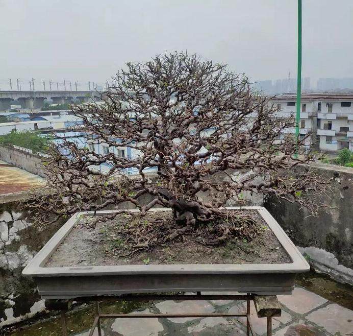 佛山协会盆景专委会举行第三次活动日