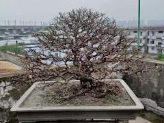 佛山协会盆景专委会举行第三次活动日