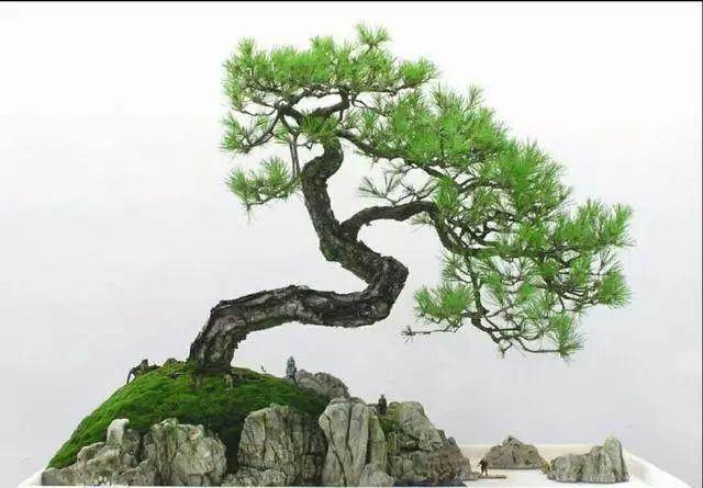 采挖野生黑松做盆景 要注意的4个细节