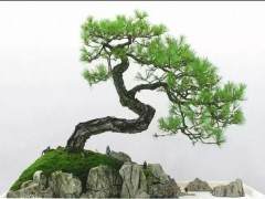 采挖野生黑松做盆景 要注意的4个细节