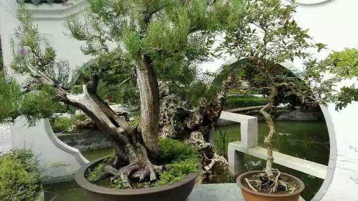 郑州市第十二届盆景展将在人民公园广场举行