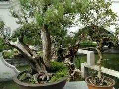 郑州市第十二届盆景展将在人民公园广场举行