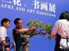 2018临沂秋季盆景展成功举行