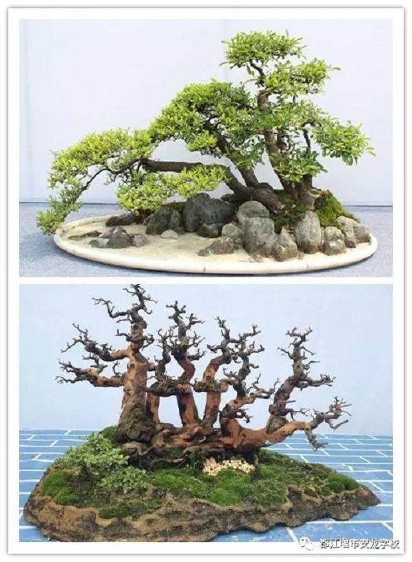 川派盆景走进都江堰市安龙学校