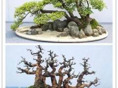 川派盆景走进都江堰市安龙学校