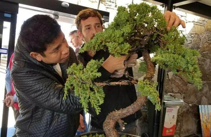 第二届澳大利亚世界盆景艺术创作大会