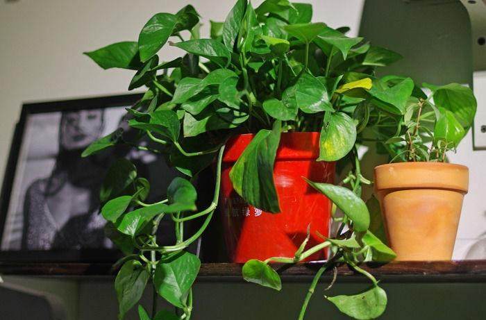 这6种盆景植物市场生意非常好