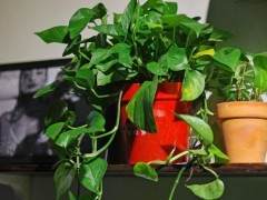 这6种盆景植物市场生意非常好