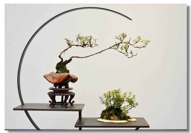 如皋市微型盆景网上卖