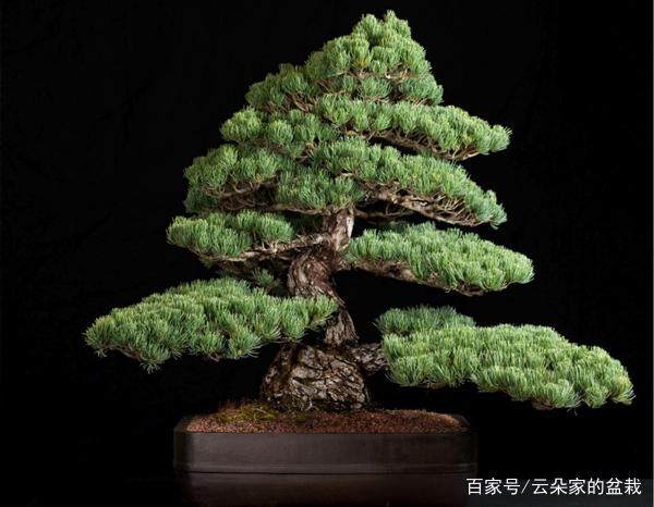 五针松盆景的制作与市场购买