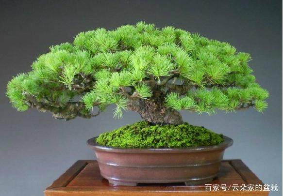 五针松盆景的养护:浇水与施肥