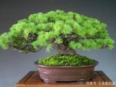 五针松盆景的养护 浇水与施肥